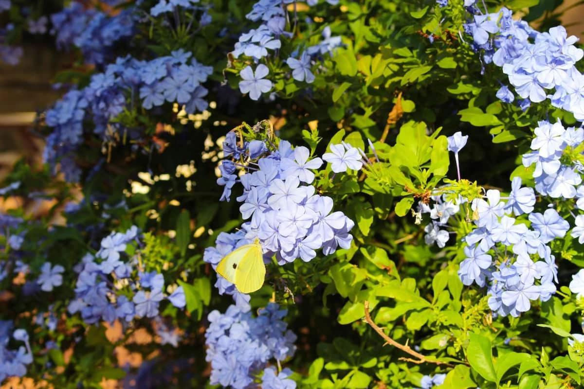 B&B Le Corti Di Aloa ซานปันตาเลโอ ภายนอก รูปภาพ